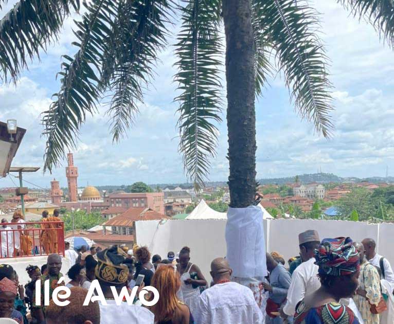 Ofrendas a la palma sagrada en el Oke Itase 2022